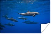 Poster Dauphins - Water - Blauw - 60x40 cm