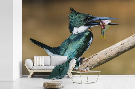 Papier peint Papier peint photo en vinyle - Martin-pêcheur en gros plan avec une proie largeur 360 cm x hauteur 240 cm - Tirage photo sur papier peint (disponible en 7 tailles)