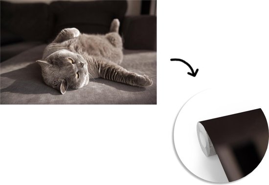 Papier peint Papier peint photo en vinyle - Chat sur une chaise grise largeur 330 cm x hauteur 220 cm - Tirage photo sur papier peint (disponible en 7 tailles)