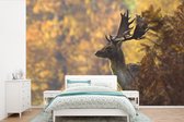 Papier peint photo vinyle - Promenade matinale d'un cerf en automne largeur 360 cm x hauteur 240 cm - Tirage photo sur papier peint (disponible en 7 tailles)