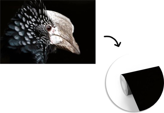 Papier peint photo peint photo vinyle - Calao à oreilles argentées gros plan sur fond noir largeur 360 cm x hauteur 240 cm - Tirage photo sur papier peint (disponible en 7 tailles)