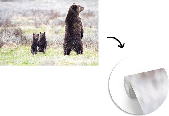 Papier peint vinyle - Un grizzli regarde autour de lui pour protéger les bébés largeur 330 cm x hauteur 220 cm - Tirage photo sur papier peint (disponible en 7 tailles)