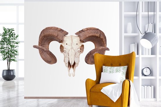 Papier peint photo vinyle - Un crâne de mouton sur fond blanc largeur 280 cm x hauteur 280 cm - Tirage photo sur papier peint (disponible en 7 tailles)
