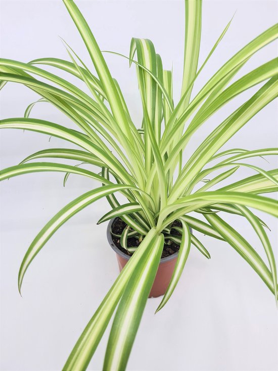 Chlorophytum Graslelie comosum Variegatum plant in pot 12cm - 45cms hoog! - (gratis verzending)