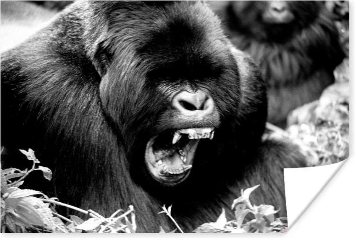 Poster Een gapende Gorilla - zwart wit - 30x20 cm - PosterMonkey