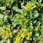 6x Sedum floriferum ‘Weihenstephaner Gold’ - Vetkruid - Pot 9x9 cm