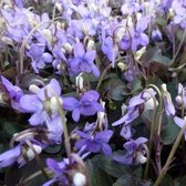 6x Viola labradorica - Viooltje - Pot 9x9 cm
