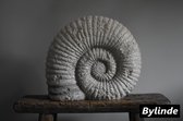 Ammoniet - Fossiel - Slakkenhuis - geprepareerde Fossil