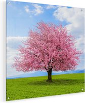Artaza Glasschilderij - Roze Sakura Bloesem Boom In Het Groene Veld - 50x50 - Plexiglas Schilderij - Foto op Glas