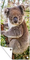 Tuinposter Koala - Boom - Bladeren - Kinderen - Jongens - Meiden - 30x60 cm - Tuindoek - Buitenposter
