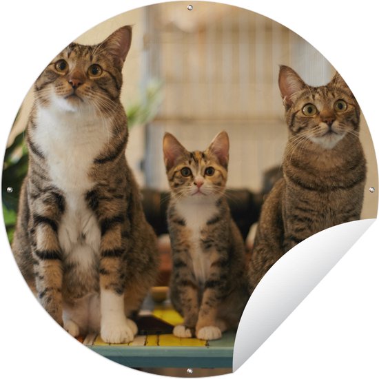 Cercle de jardin Trois chats sur petite table - 60x60 cm - Poster de jardin rond - Extérieur