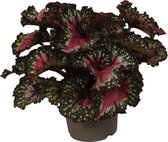 Groene plant - Blad Begonia - Purple blush - ⌀13 cm - Hoogte ↕22cm  - Vers uit eigen kwekerij!