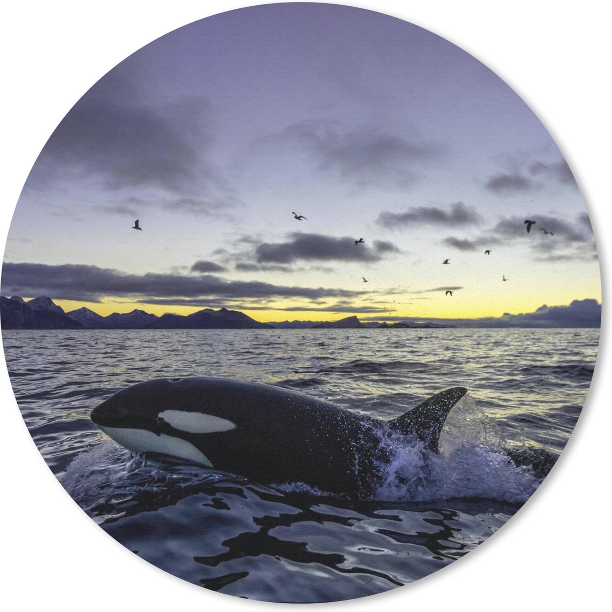 Muismat rond 50x50 cm - Mousepad Orka tijdens zonsopkomst - Ronde muismatten