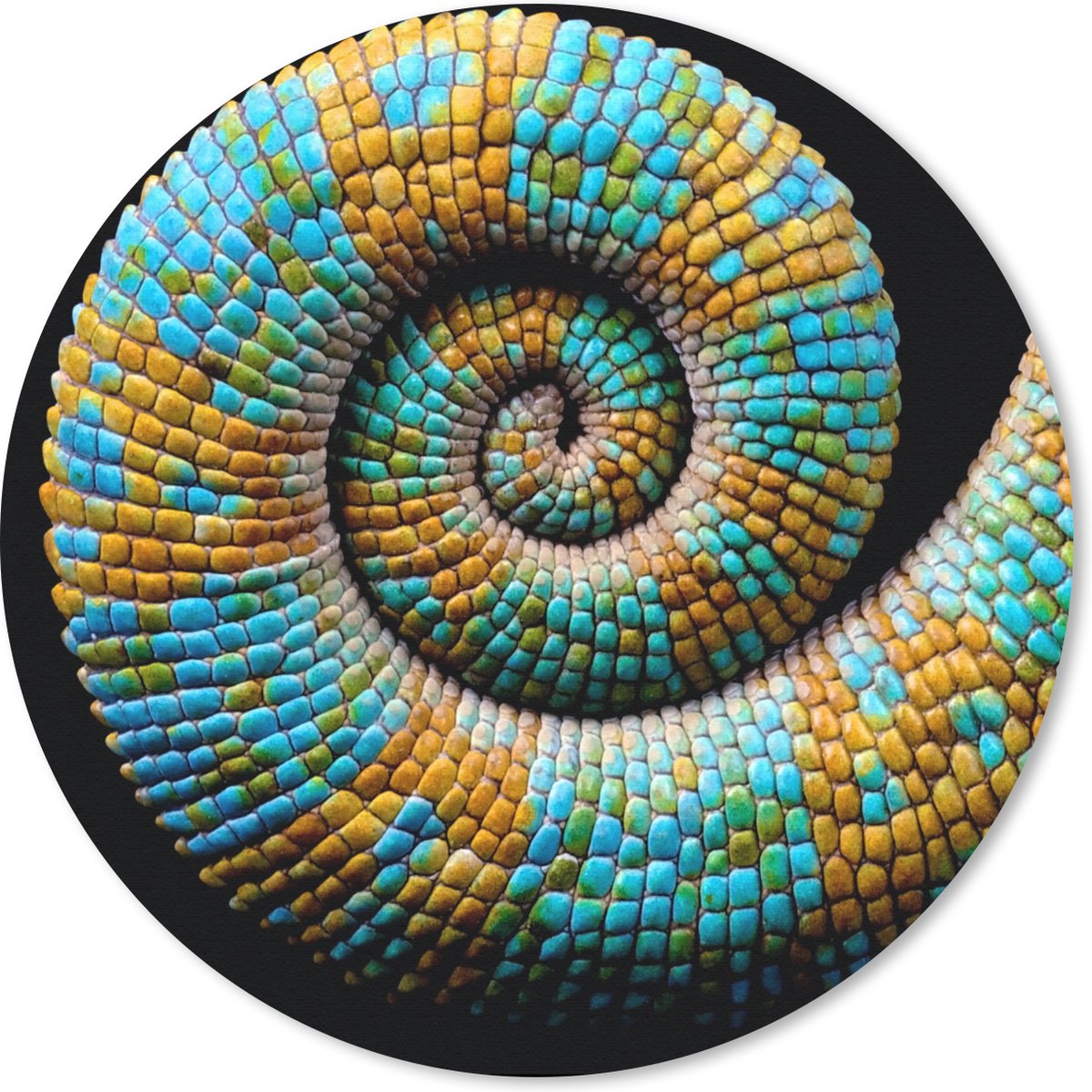 Muismat rond 50x50 cm - Mousepad Kameleon - Staart - Kleur - Ronde muismatten