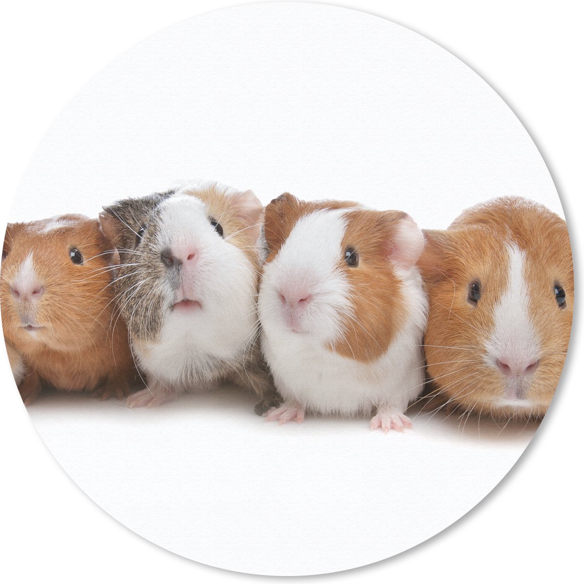 Muismat rond 20x20 cm - Mousepad Vijf cavia's op een rij - Ronde muismatten