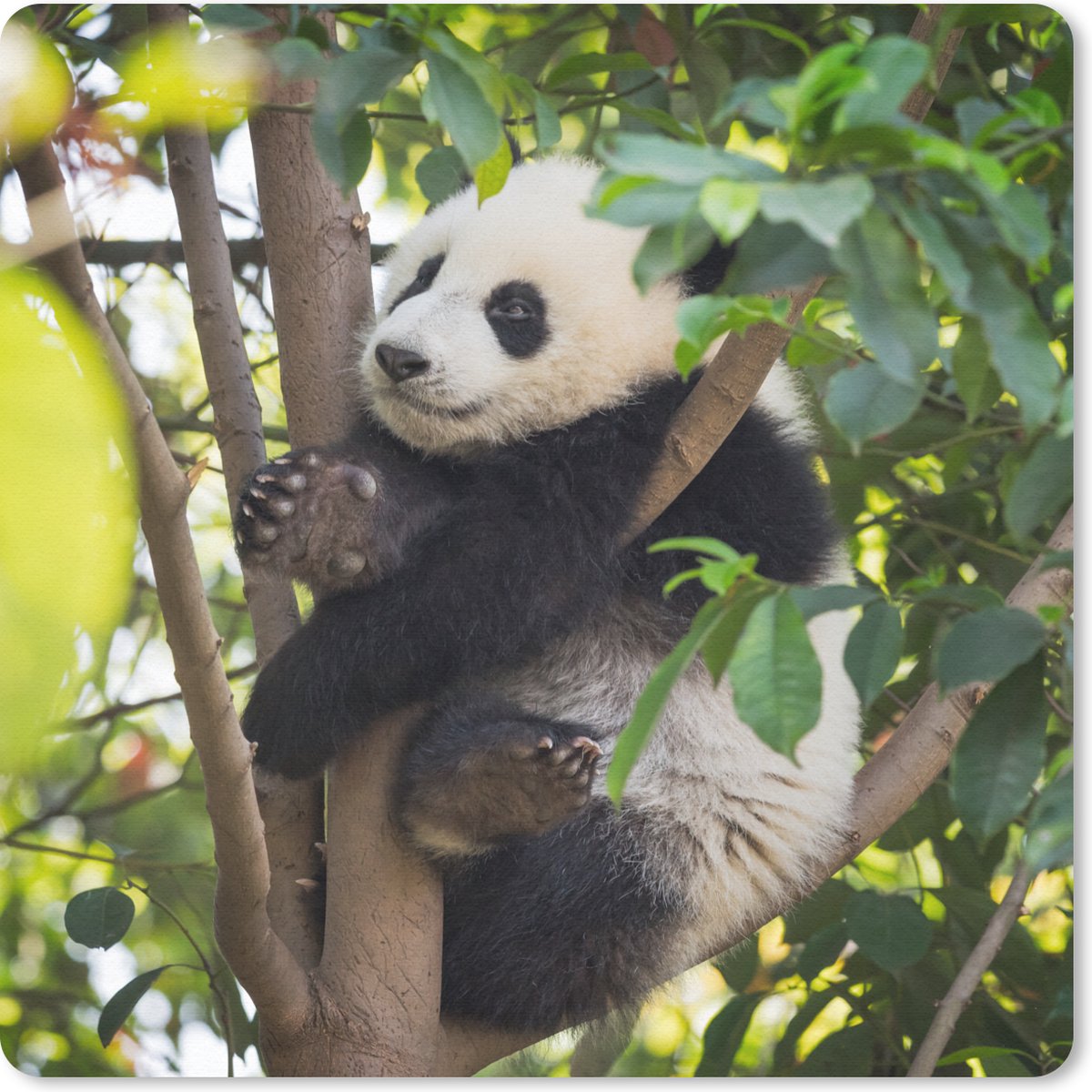 Muismat 20x20 cm - Mousepad Panda - Dier - Boom - Muismatten
