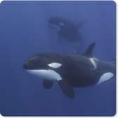 Muismat - Twee orka's in helder water - 20x20