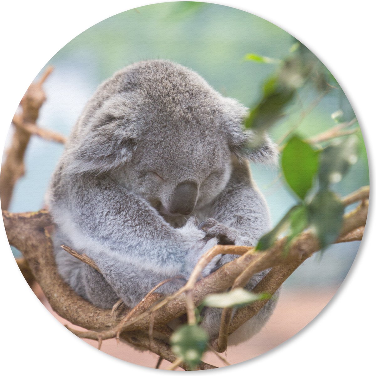 Muismat rond 50x50 cm - Mousepad Koala - Takken - Slapen - Kinderen - Jongens - Meiden - Ronde muismatten