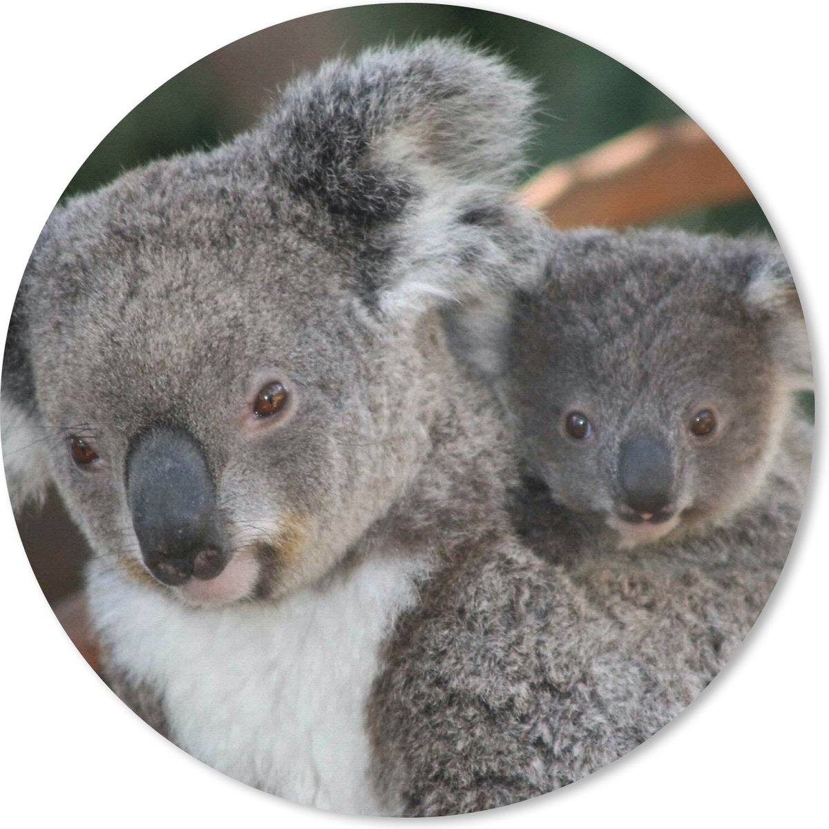 Muismat rond 50x50 cm - Mousepad Koala's - Vader - Zoon - Kids - Jongens - Meiden - Ronde muismatten