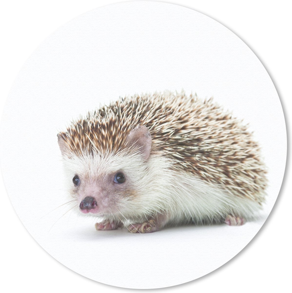 Muismat rond 50x50 cm - Mousepad Egel - Dieren - Wit - Ronde muismatten
