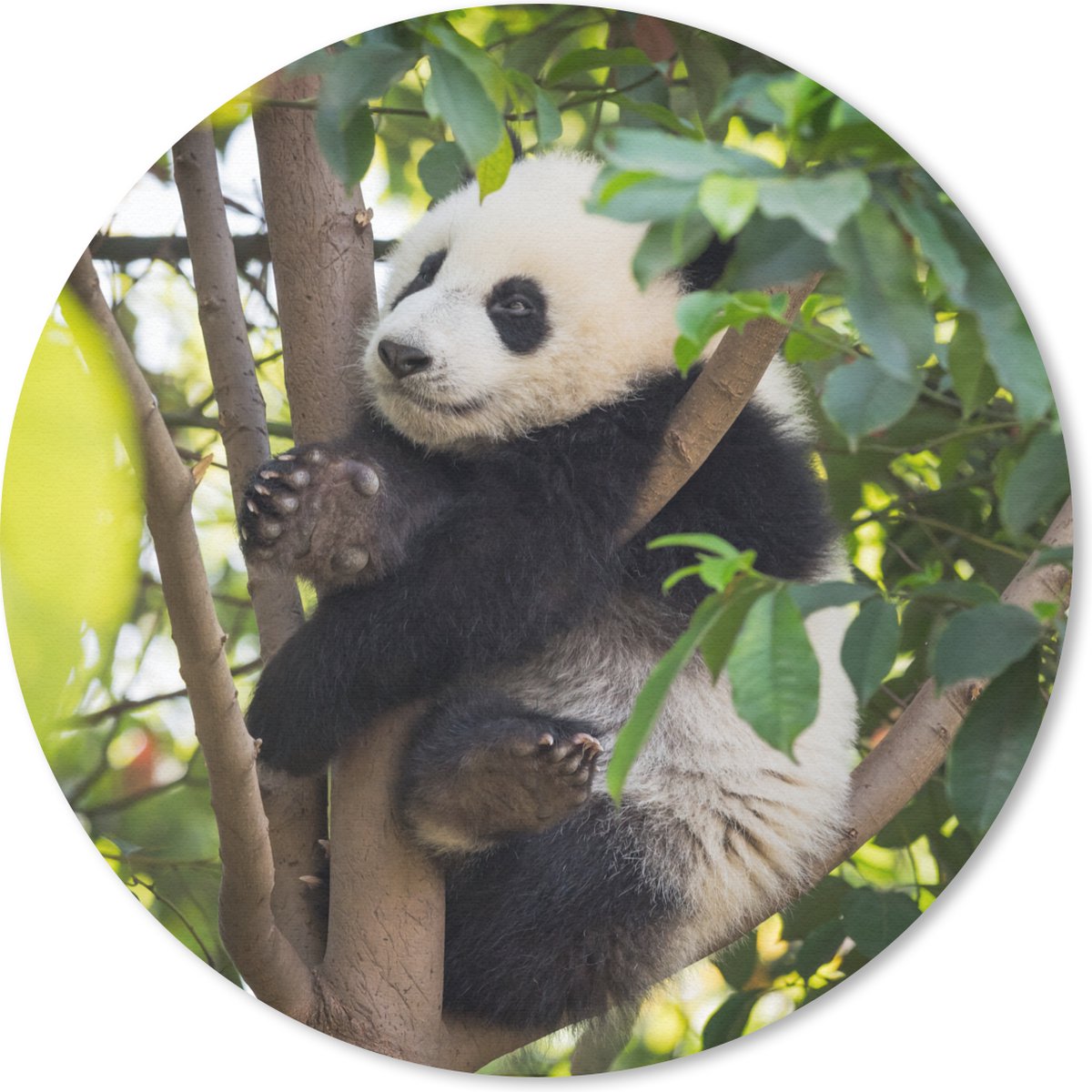Muismat rond 50x50 cm - Mousepad Panda - Dier - Boom - Ronde muismatten