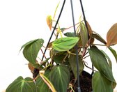 Philodendron Scandens 'Micans' hangplant - 40cm