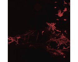Svarte Greiner - Moss Garden (CD) (Limited Edition)