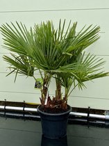 Trachycarpus Fortunei - multistam stamhoogte 15-20 cm