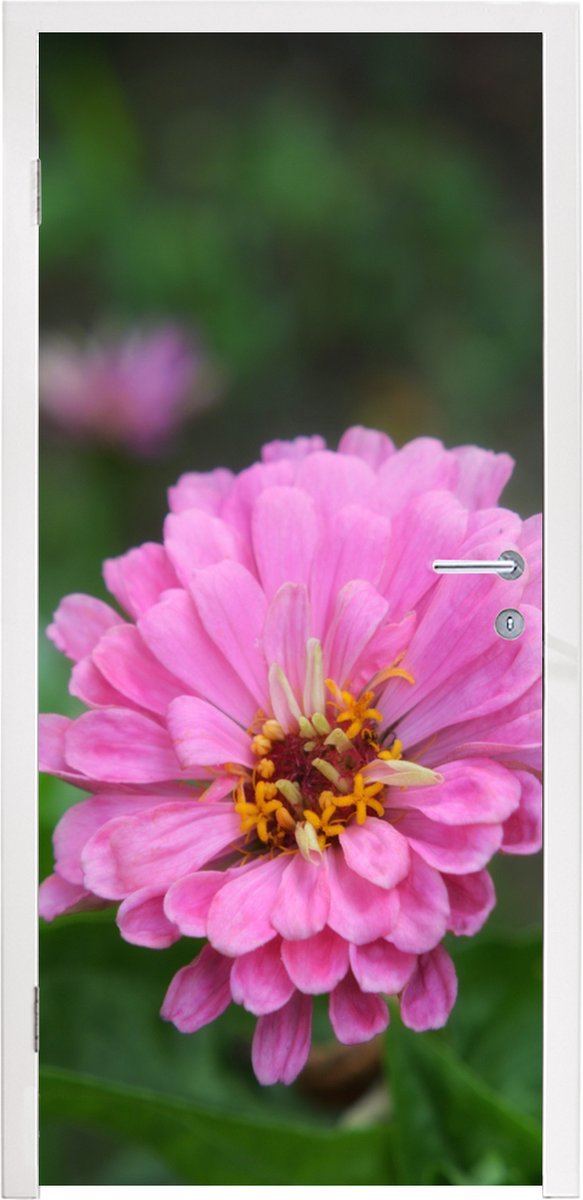 Afbeelding van product StickerSnake  Deursticker Roze bloemen van de zinnia in de tuin - 75x205 cm - Deurposter