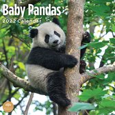 Baby Pandas Kalender 2022