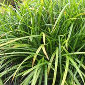 Carex morrowii 'Irish Green' - Japanse Zegge - Planthoogte: 30 cm - Pot Ø 17 cm (2 liter)
