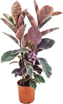 Plant in a Box - XL Ficus Belize - Luchtzuiverend - 'Rubberplant' - Kamerplant - Pot 24cm - Hoogte 80-90cm