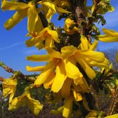 10 stuks | Chinees klokje Pot 40-60 cm Normale kwaliteit | Standplaats: Half-schaduw | Latijnse naam: Forsythia intermedia Spectabilis