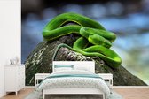Behang - Fotobehang Groene slang op steen - Breedte 330 cm x hoogte 220 cm