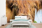 Behang - Fotobehang Schotse Hooglander - Koeienkop - Close Up - Breedte 350 cm x hoogte 260 cm