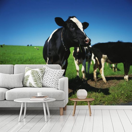 Fond d' écran - Papier peint photo - vaches frisonnes dans la prairie avec un ciel bleu - Largeur 300 cm x hauteur 240 cm