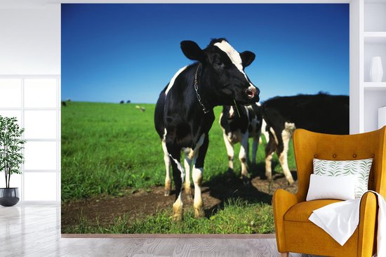 Fond d' écran - Papier peint photo - vaches frisonnes dans la prairie avec un ciel bleu - Largeur 300 cm x hauteur 240 cm