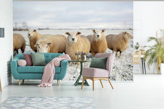 Papier peint photo peint vinyle - Groupe de moutons curieux largeur 420 cm x hauteur 280 cm - Tirage photo sur papier peint (disponible en 7 tailles)