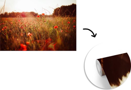 Papier peint photo vinyle - Champ d'herbes hautes et coquelicots au coucher du soleil largeur 600 cm x hauteur 400 cm - Tirage photo sur papier peint (disponible en 7 tailles)