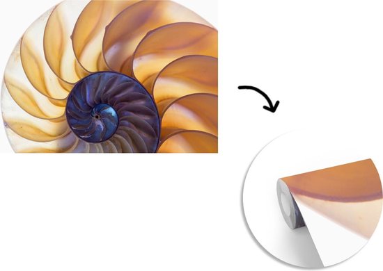 Coupe transversale de la fotobehang de coquille de nautile