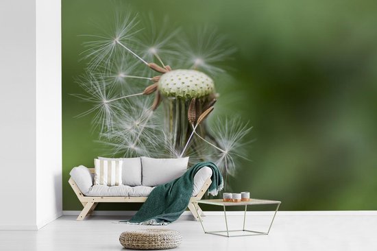 Papier peint photo peint vinyle - Pissenlit perdant ses graines largeur 525 cm x hauteur 350 cm - Tirage photo sur papier peint (disponible en 7 tailles)