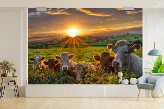 Papier peint photo peint vinyle - Coucher de soleil sur un troupeau de vaches largeur 390 cm x hauteur 260 cm - Tirage photo sur papier peint (disponible en 7 tailles)