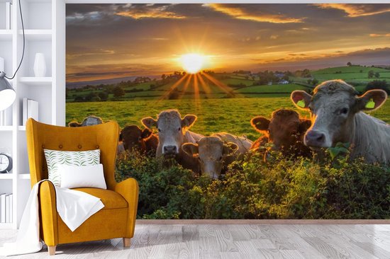Papier peint photo peint vinyle - Coucher de soleil sur un troupeau de vaches largeur 390 cm x hauteur 260 cm - Tirage photo sur papier peint (disponible en 7 tailles)