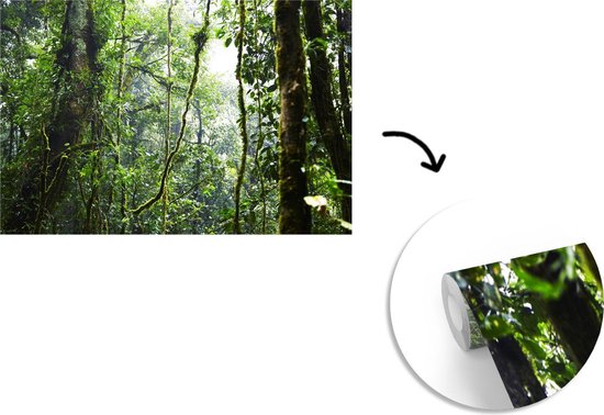 Papier peint Papier peint photo en vinyle - Forêt tropicale humide largeur 360 cm x hauteur 240 cm - Tirage photo sur papier peint (disponible en 7 tailles)