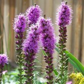 6x Liatris spicata ‘Kobold’ - Lampepoetser - Pot 9x9 cm