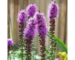 6x Liatris spicata ‘Kobold’ - Lampepoetser - Pot 9x9 cm