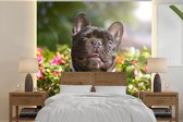 Behang - Fotobehang Franse Bulldog - Stropdas - Blauw - Breedte 280 cm x hoogte 280 cm