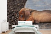 Behang - Fotobehang Teckel puppy ligt op de rand van de stoep - Breedte 450 cm x hoogte 300 cm