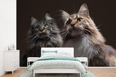 Behang - Fotobehang Twee schattige Maine Coon katten - Breedte 360 cm x hoogte 240 cm
