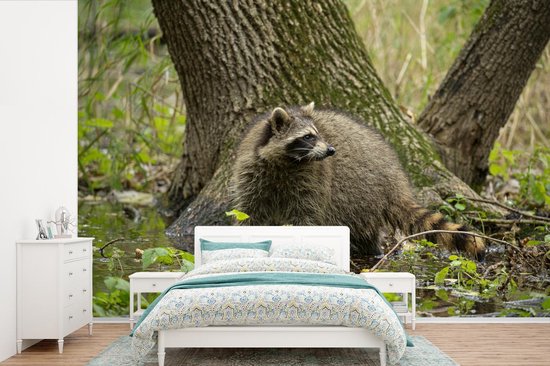 Raton laveur dans l'eau dans la forêt 390x260 cm
